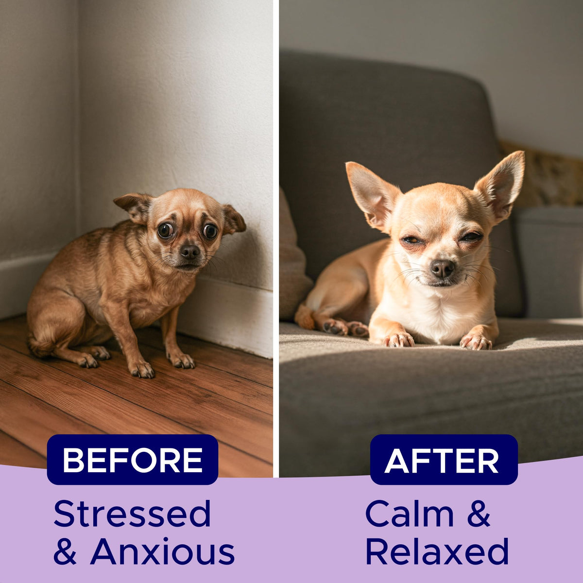 Calming Chews for Dogs 60Ct M70609