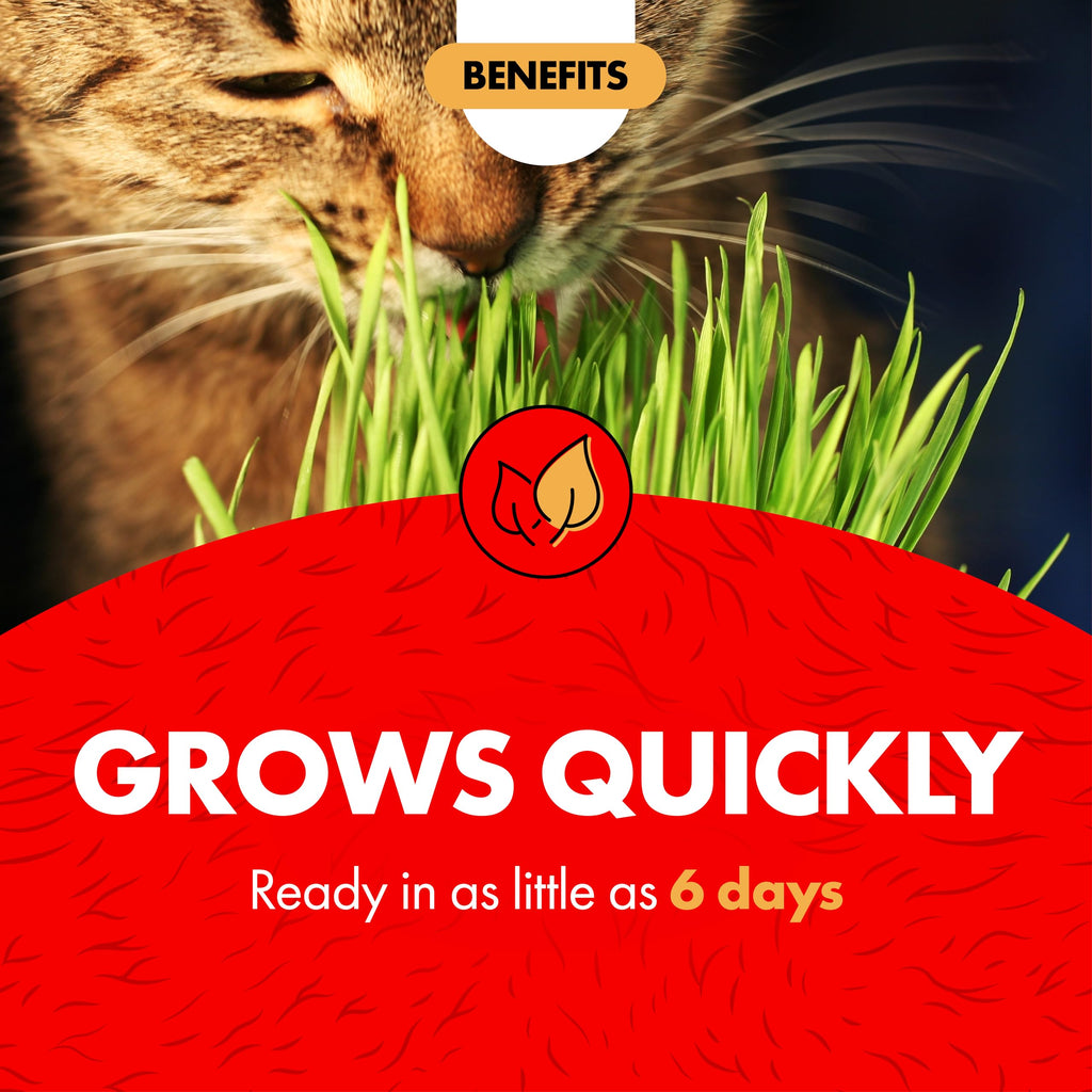 Cat Grass Kit E674