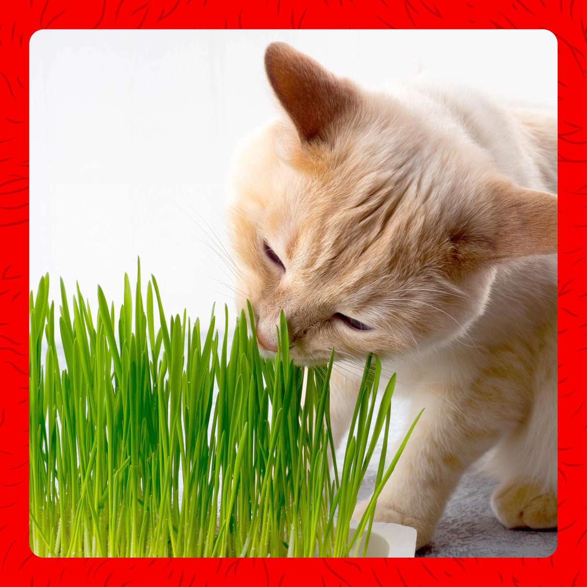 Cat Grass Kit E674